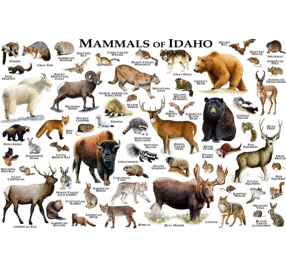 Poster, Canvas - Mammals Of Idaho Idaho Mammals Field Guide Animals Of Idaho Print Framed Wall Art