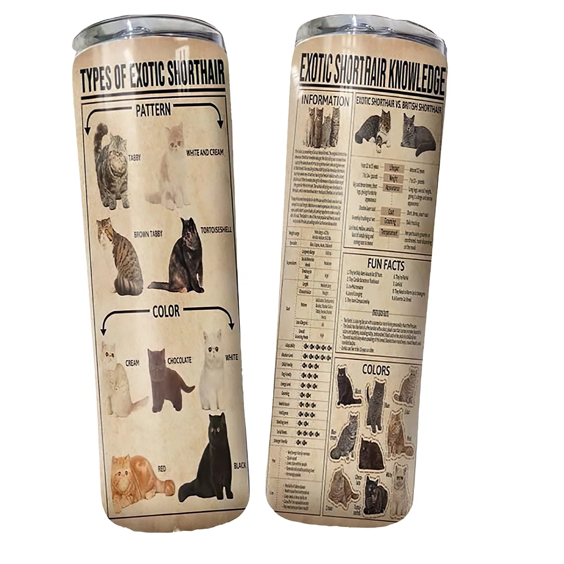 Personalized Name Exotic Shorthair Cat Knowledge Tumblers 17 Oz Glitter with Lid and Plastic Straws Travel Mug