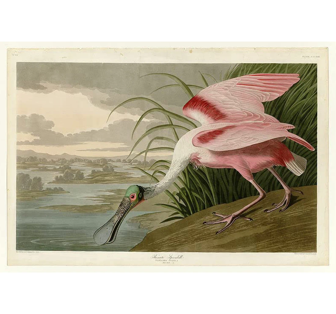 Personalized Poster, Canvas - Refineon John James Audubon Roseate Spoonbill Fine Repro Print Framed Wall Art