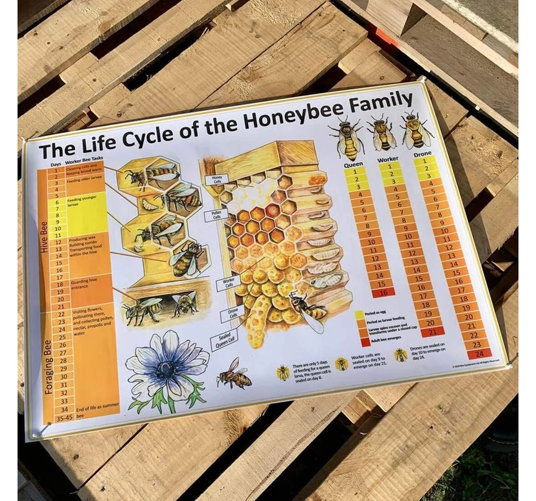 Poster, Canvas - Honeybee The Life Cycle Of The Honeybee On Birthday Daughter Print Framed Wall Art