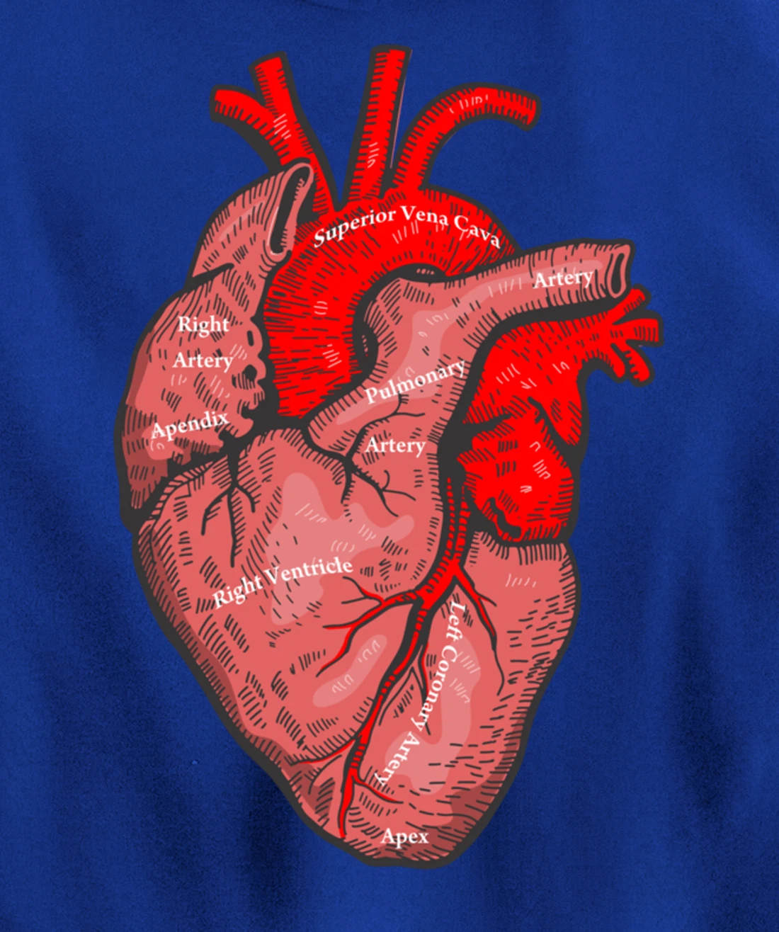 Medical Anatomy Illustration Human Heart Anatomical Themed Pullover Hoodie