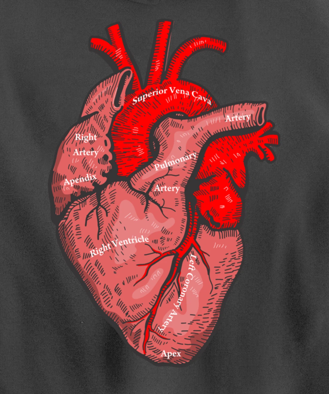 Medical Anatomy Illustration Human Heart Anatomical Themed Pullover Hoodie