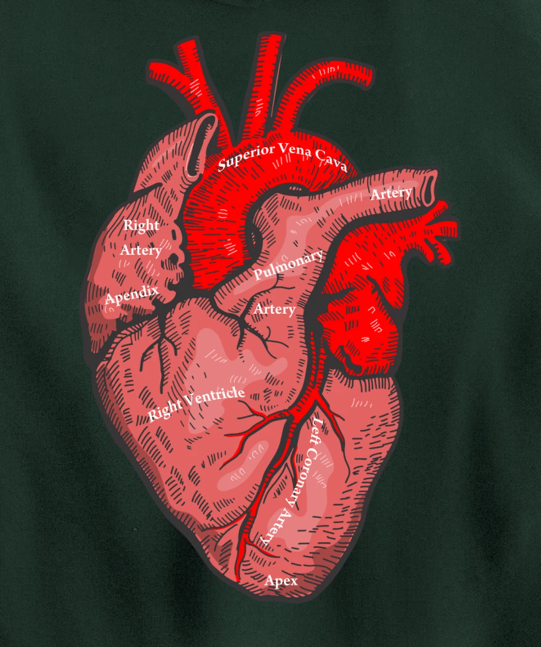 Medical Anatomy Illustration Human Heart Anatomical Themed Pullover Hoodie