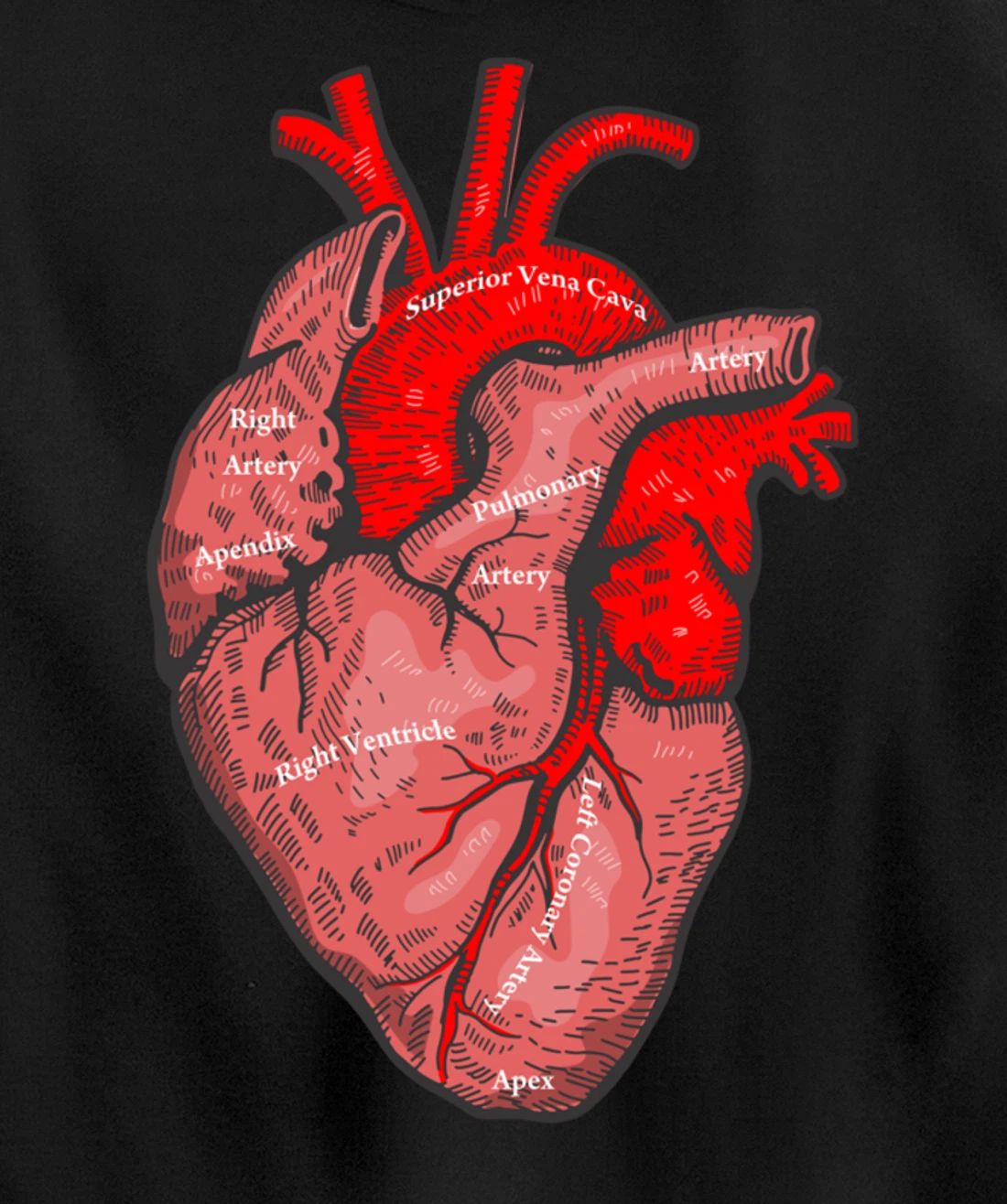 Medical Anatomy Illustration Human Heart Anatomical Themed Pullover Hoodie